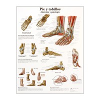 Lâmina de anatomia: Pé e tornozelos